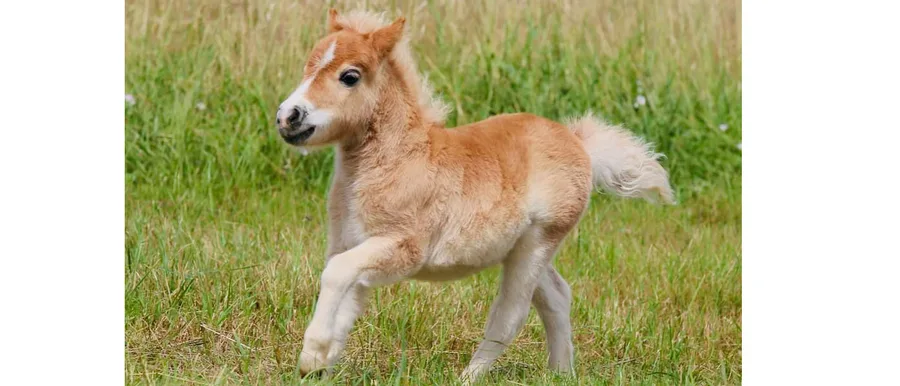 Mini Ponys in Tiroler Landschaft