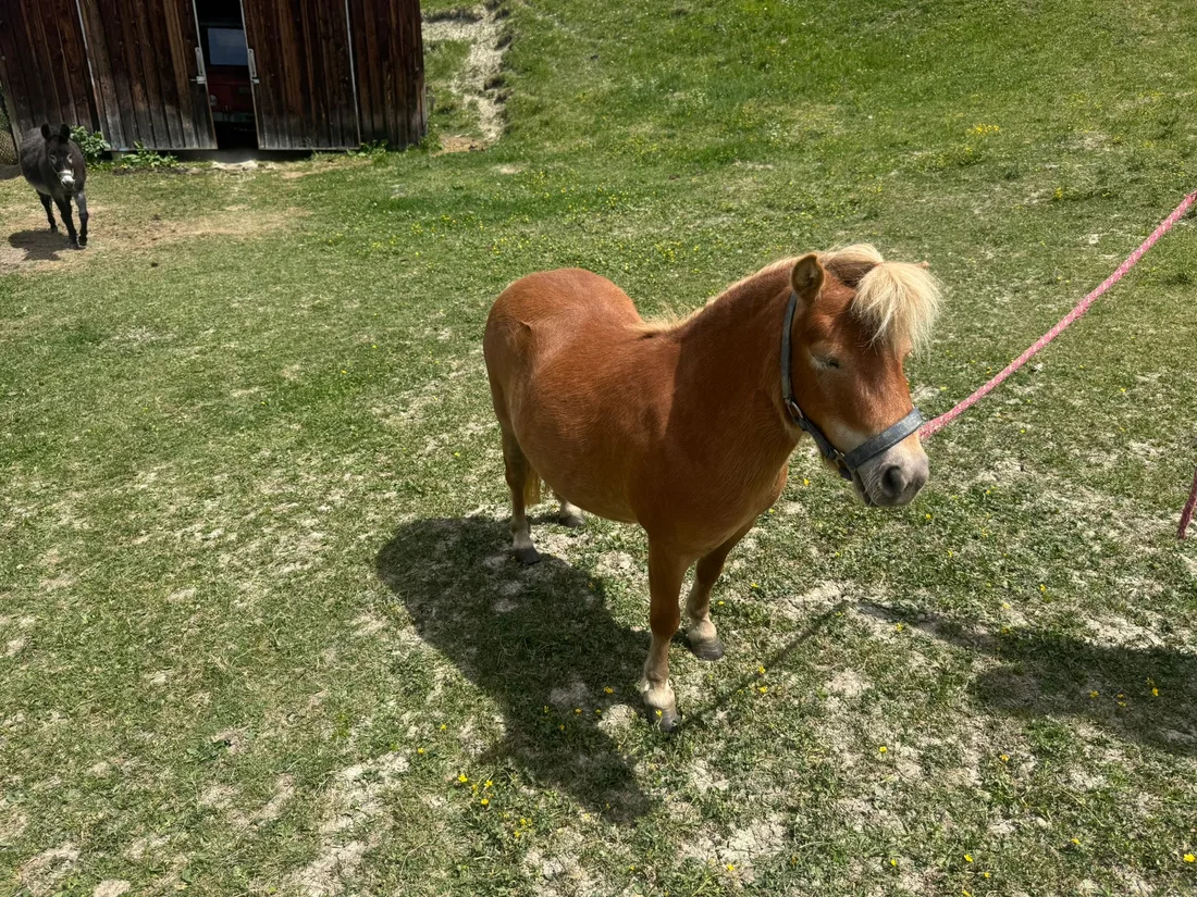 Junges Mini Pony auf einer Wiese